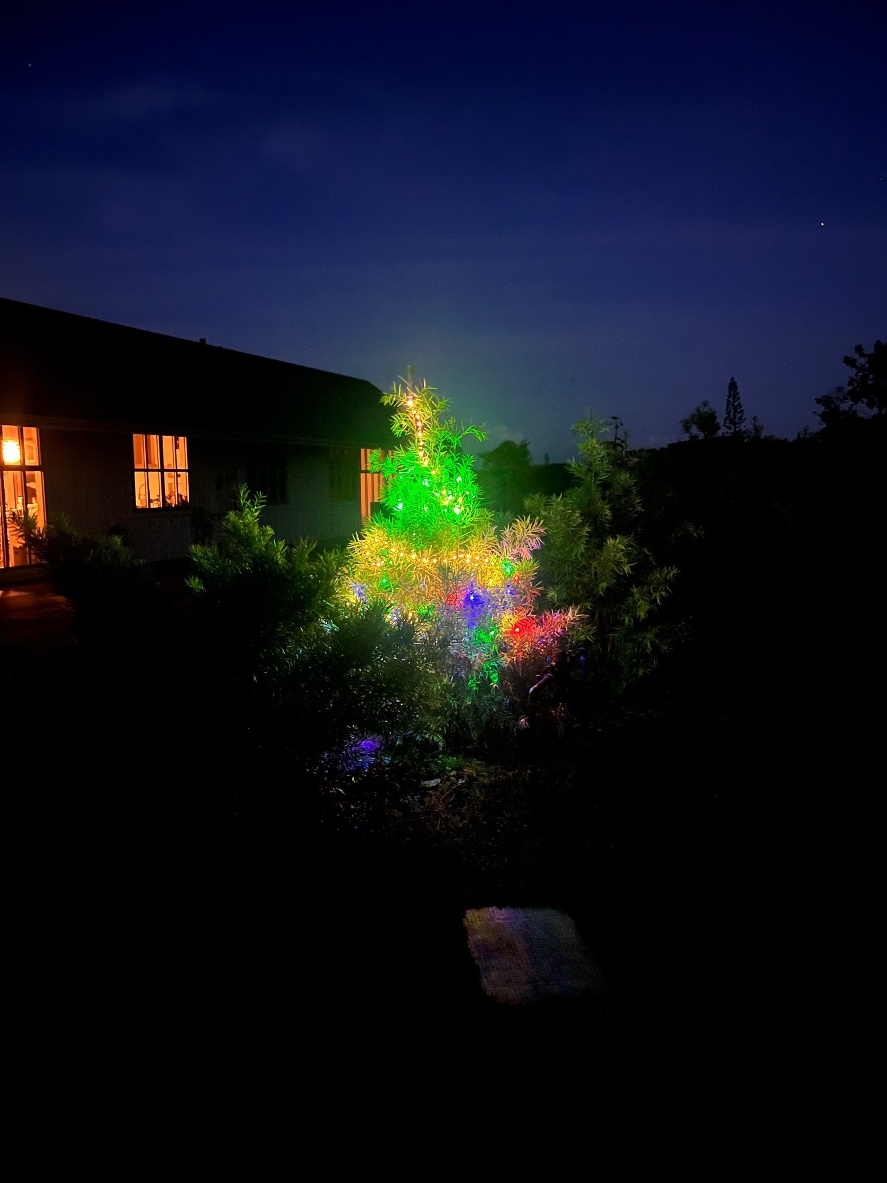 Tree in the back garden decorated with  LED lights for Christmas