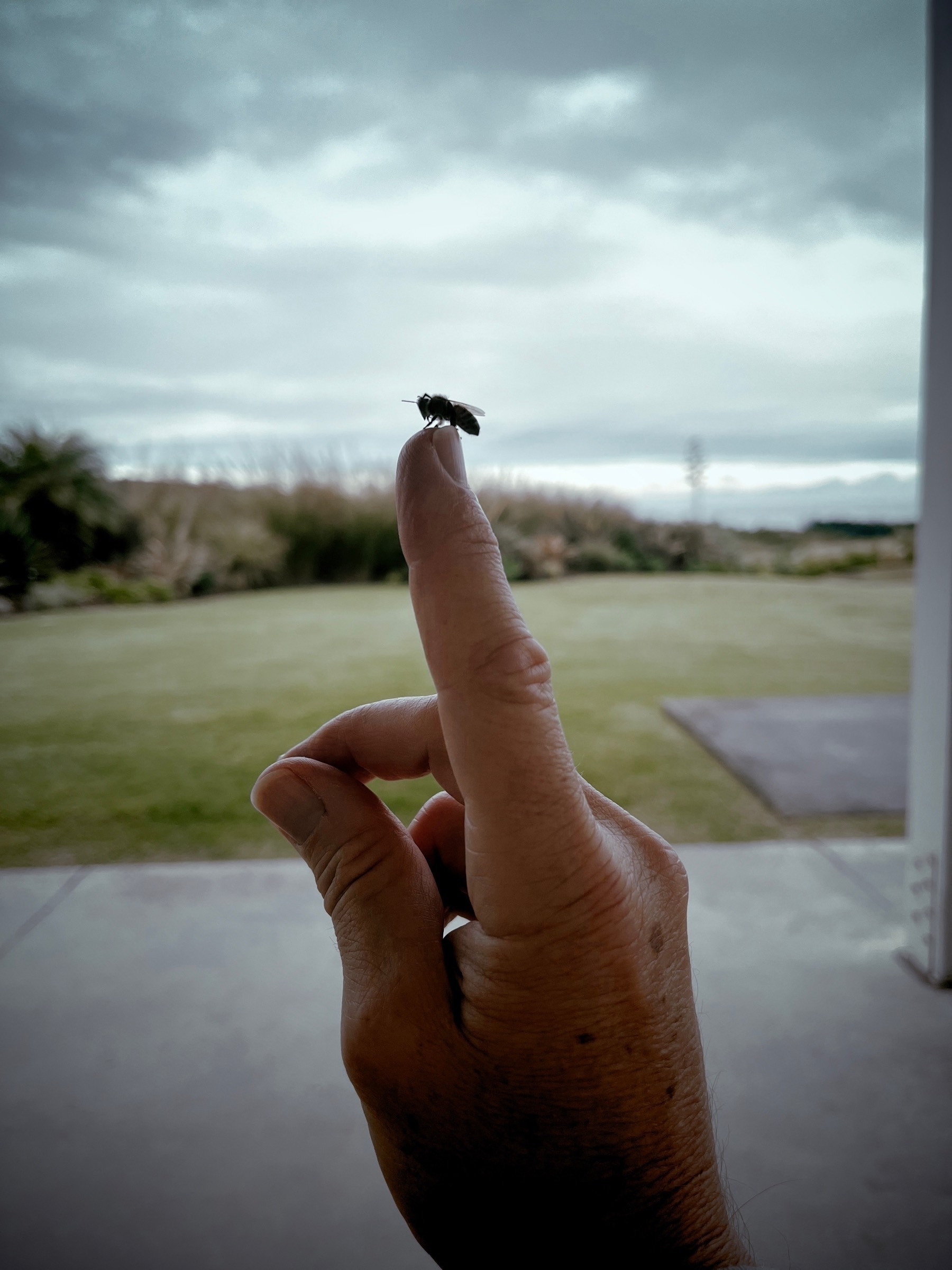 A bee on my finger