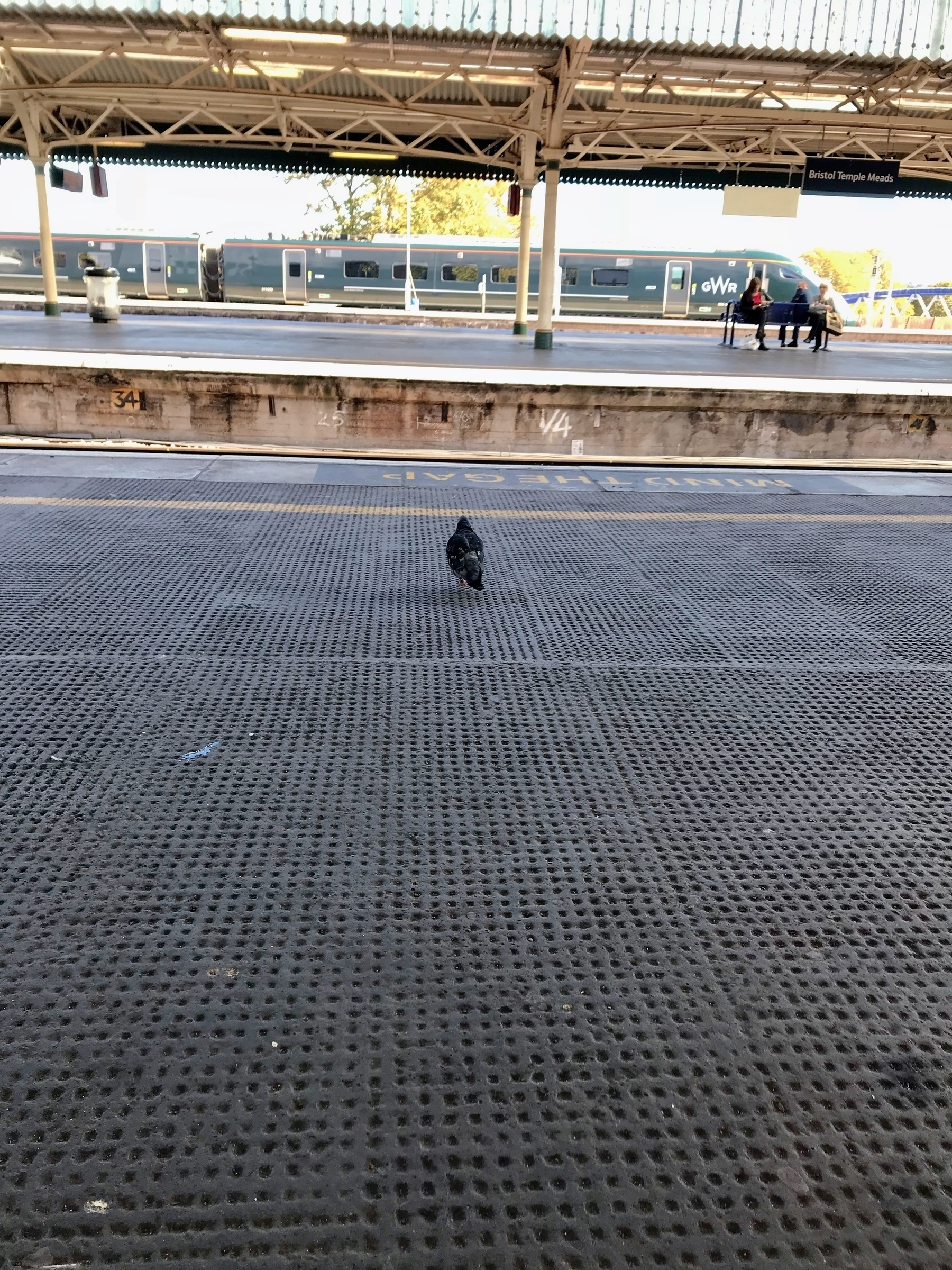 A pigeon standing on the platform at Temple Meads Station in Bristol, England