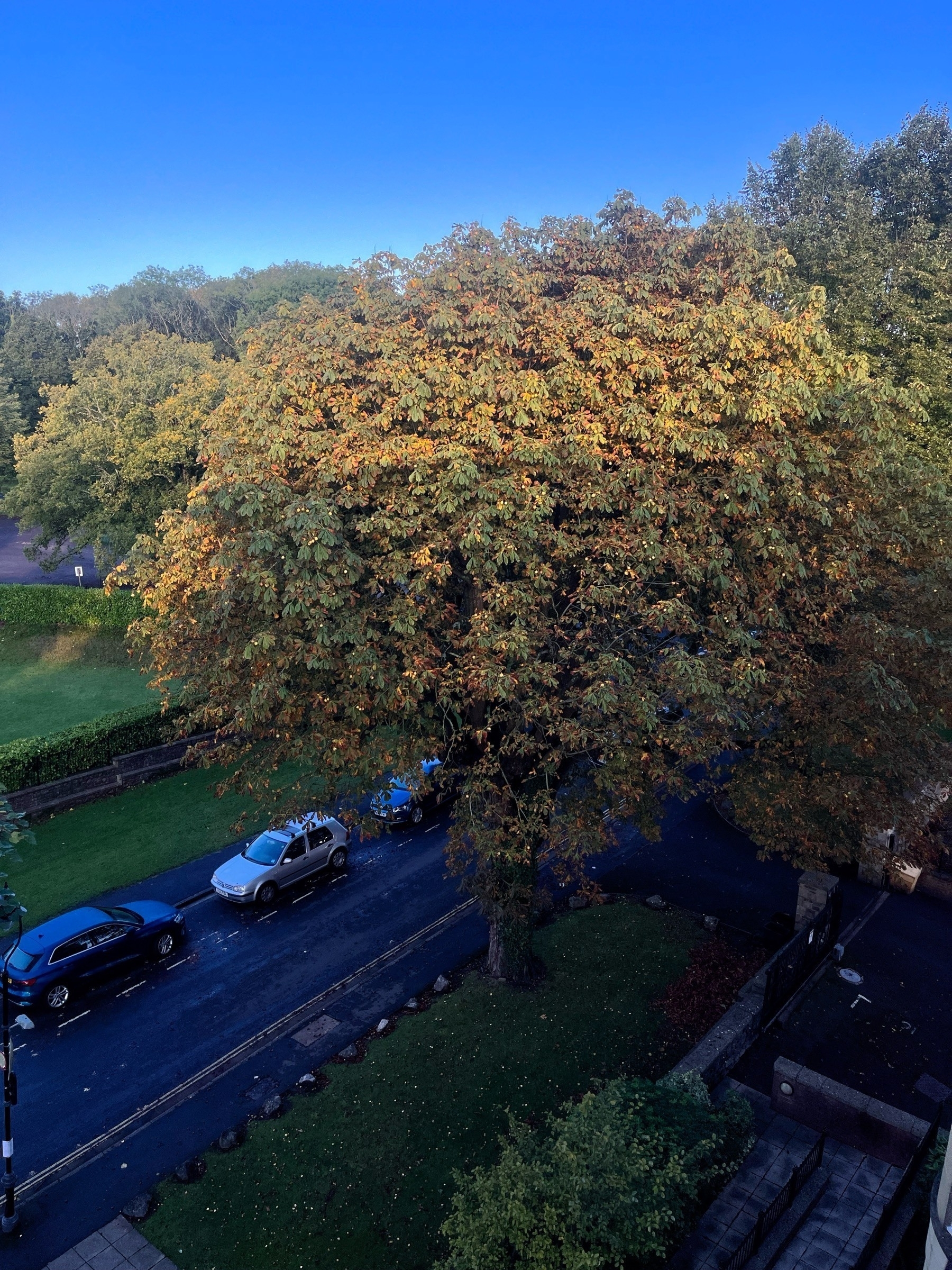 Fall colours as the leaves change on a Horse Chestnut tree in Bristol