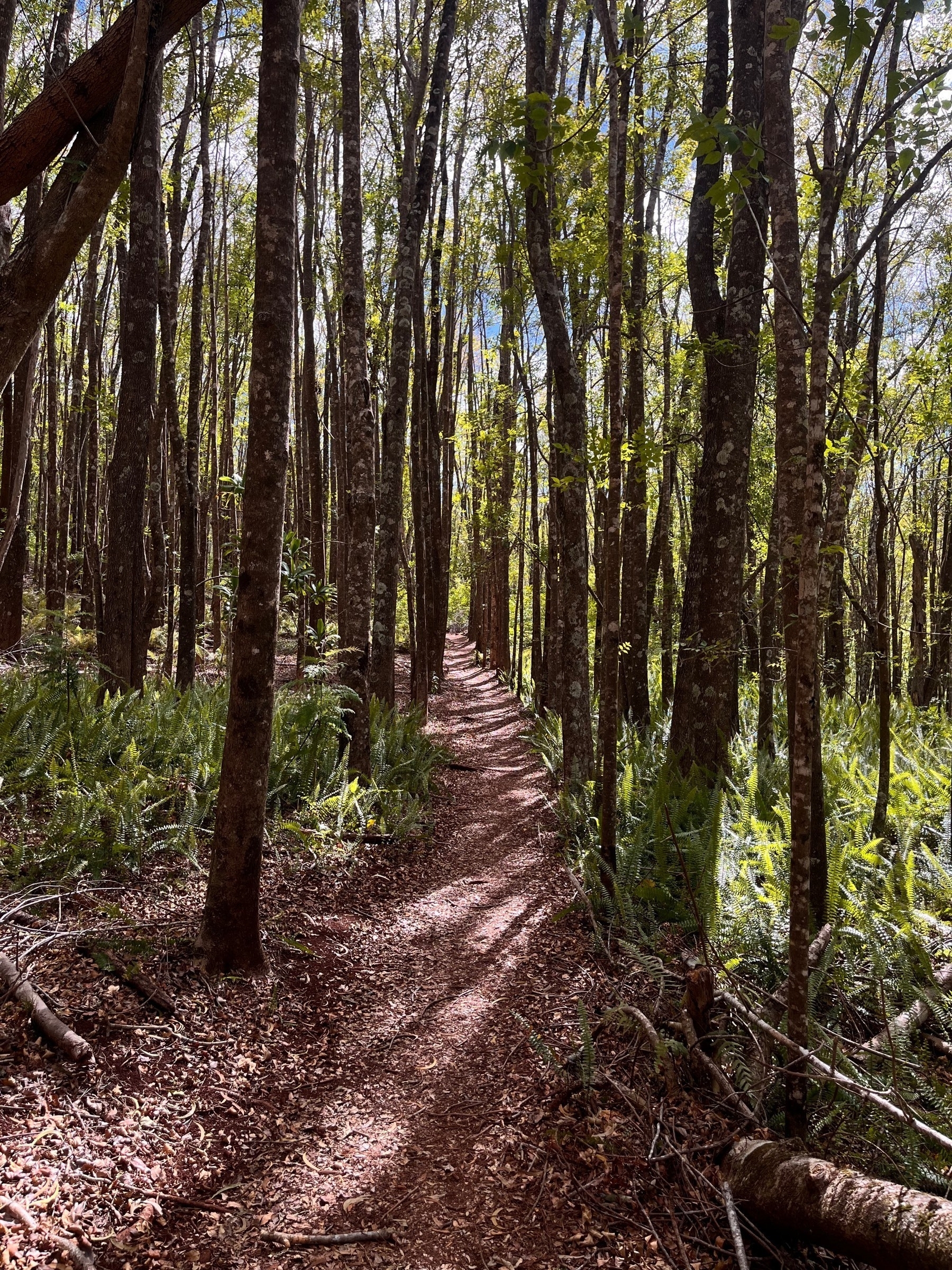 Каhаkарао Loop Trail, a walking trail through an Upcountry forested trail in Maui