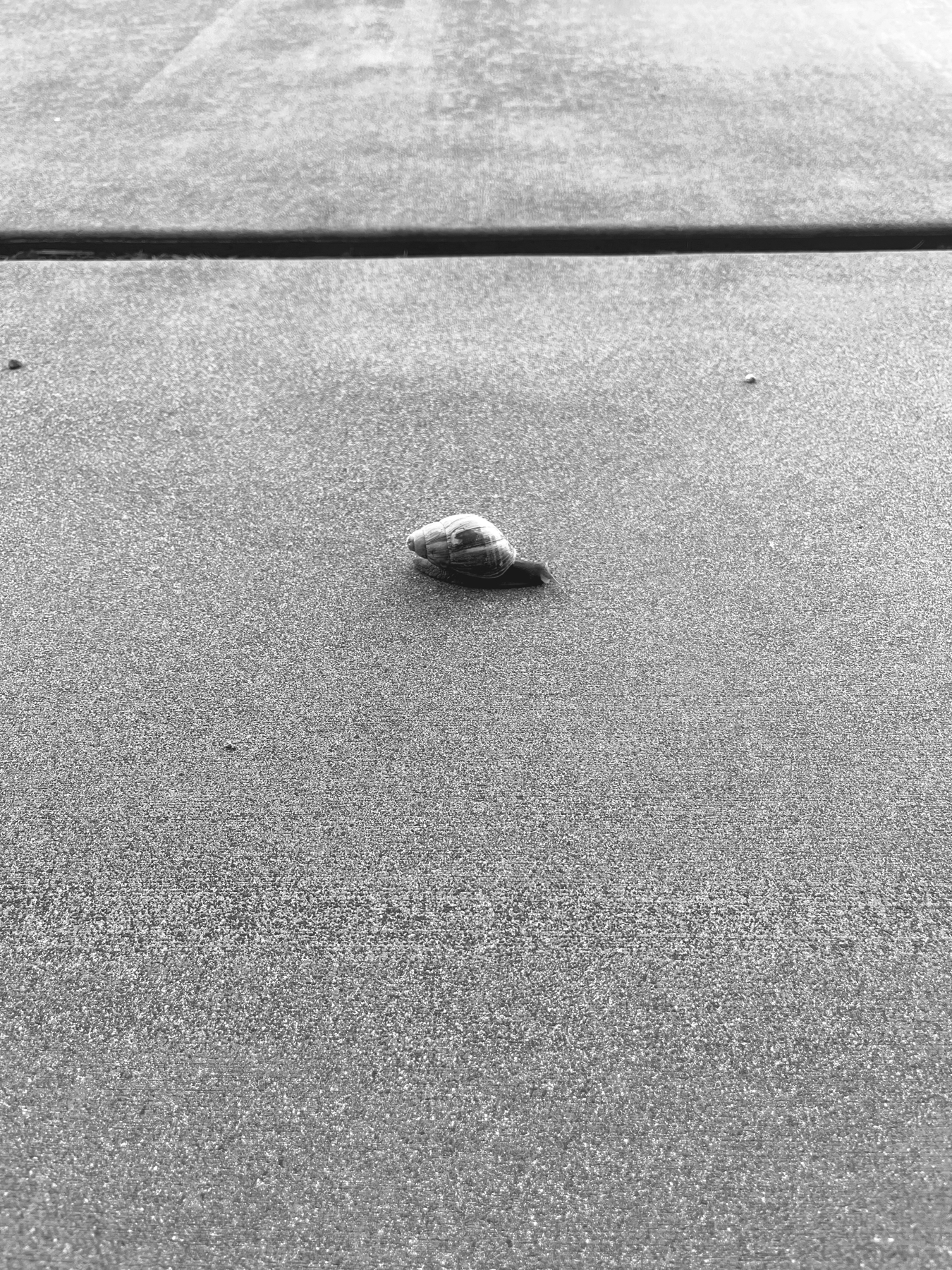 A large snail sliding slowly across concrete