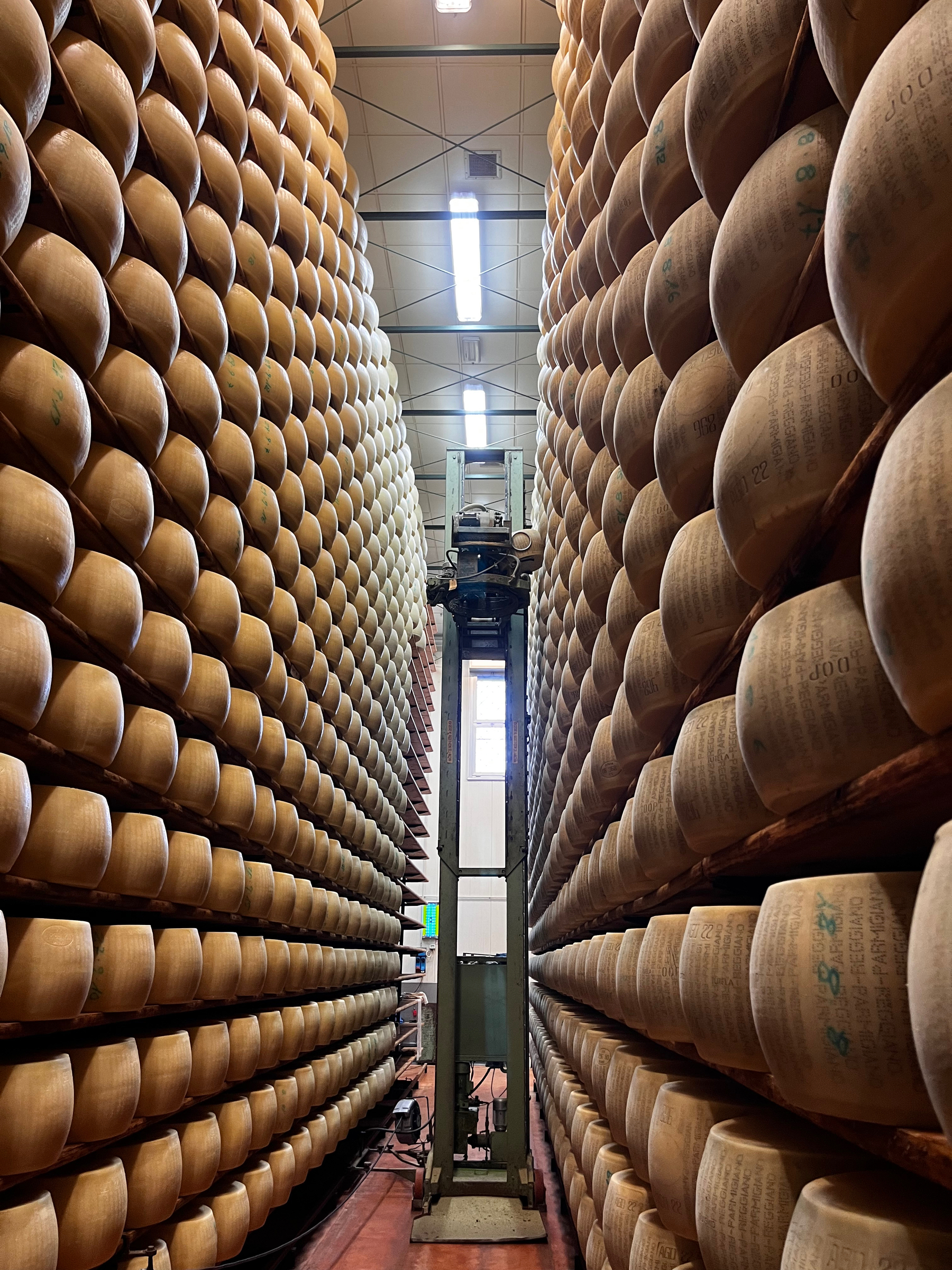 Two rows of Parmesan cheese waiting their turn to be cleaned by an automated machine that works its way along the rows of cheeses