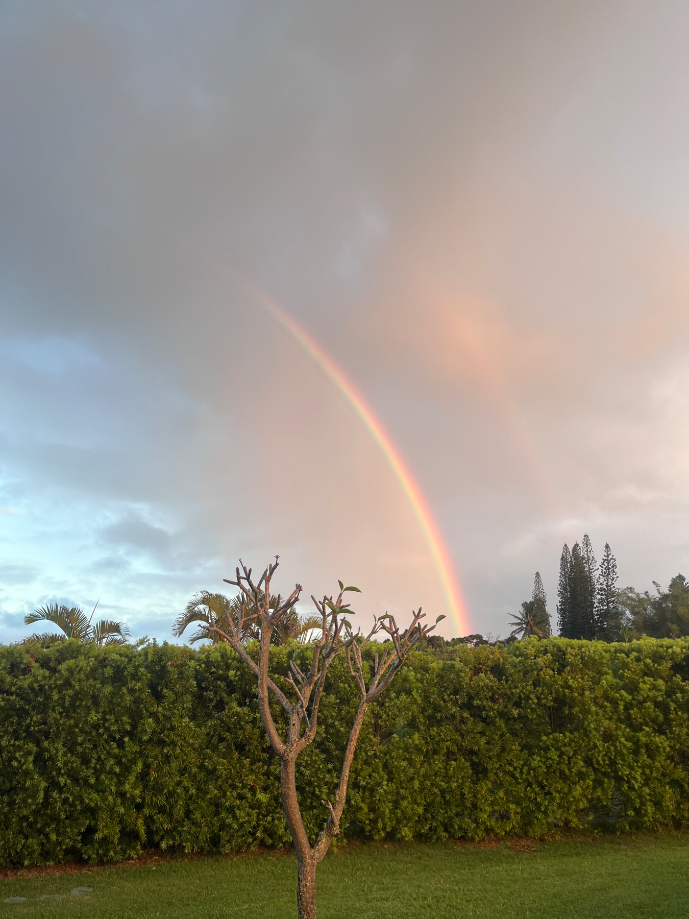 A vibrant rainbow arcs across a cloudy sky at sunset, above a trimmed hedge and a leafless tree in the foreground.
