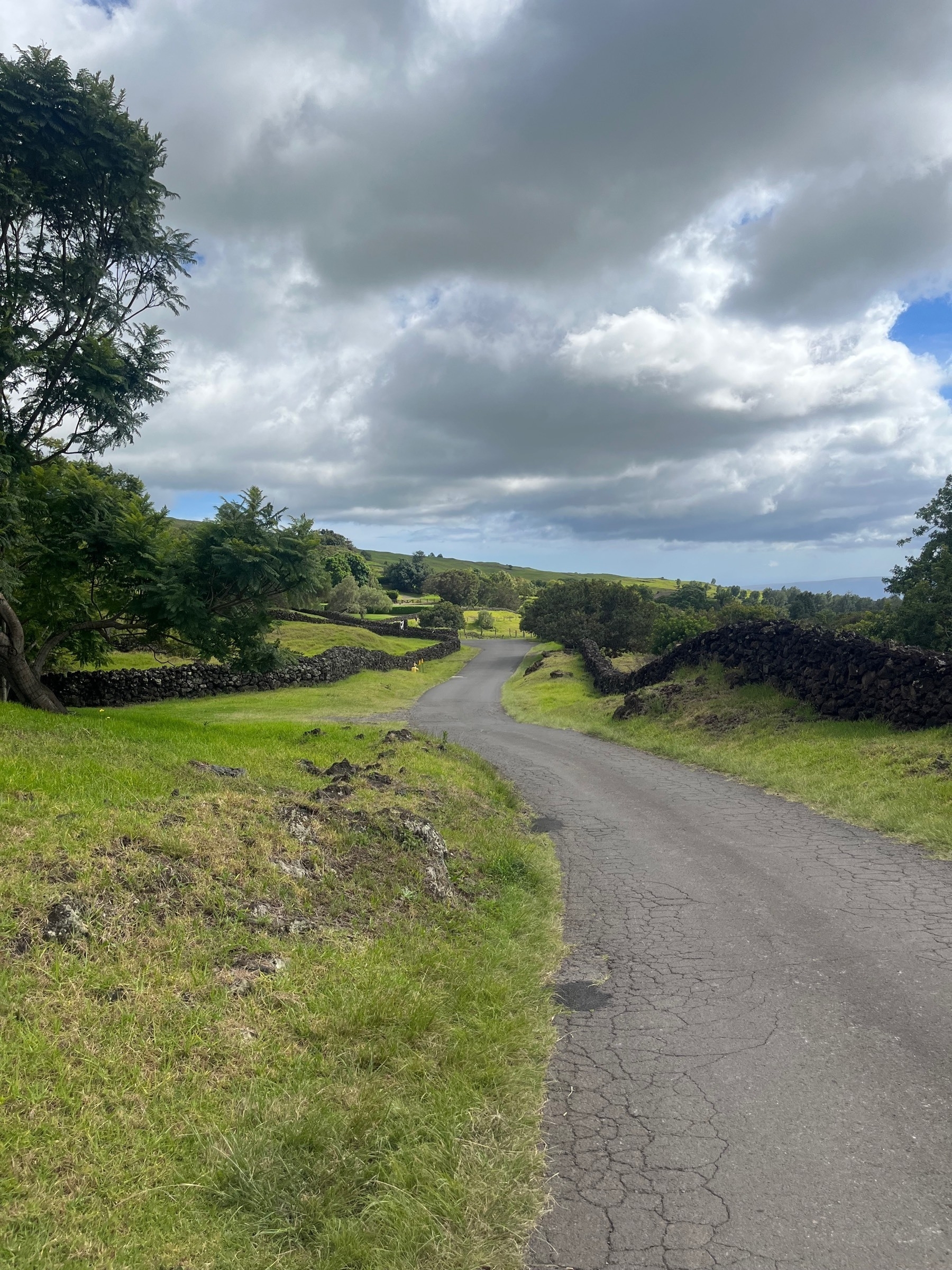 Upcountry Maui. A single track, twisty road winds between hilly fields with low lava rock walls