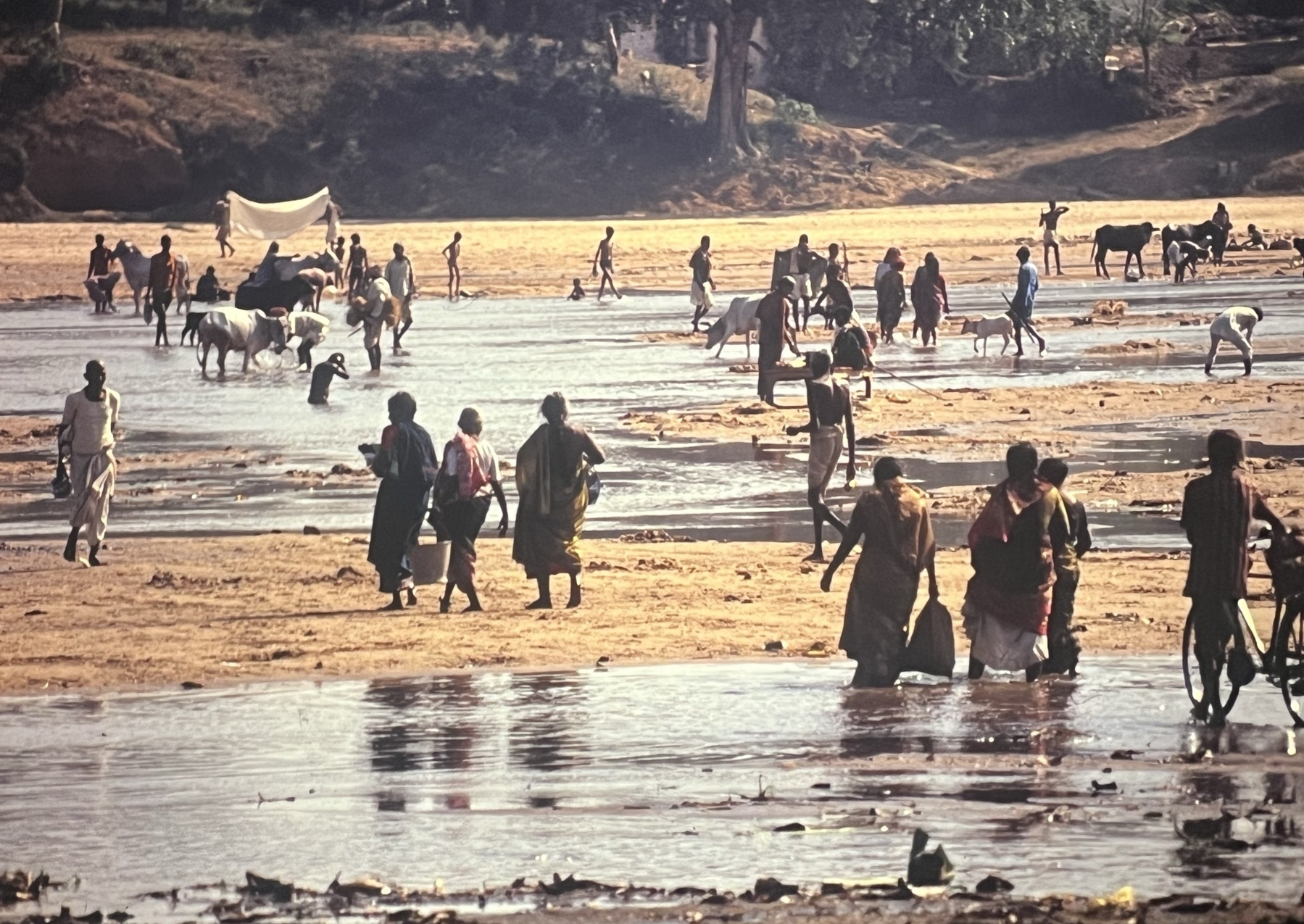 The Phalgu River in the Indian city of Gaya. The mostly dried up river is now a series of small rivers and puddles. People cross singularly and in groups, some pushing bicycles, some carrying baskets, sacks and other goods. Cows are also in the river, old and young. A couple of people are bathing. Some are washing clothes