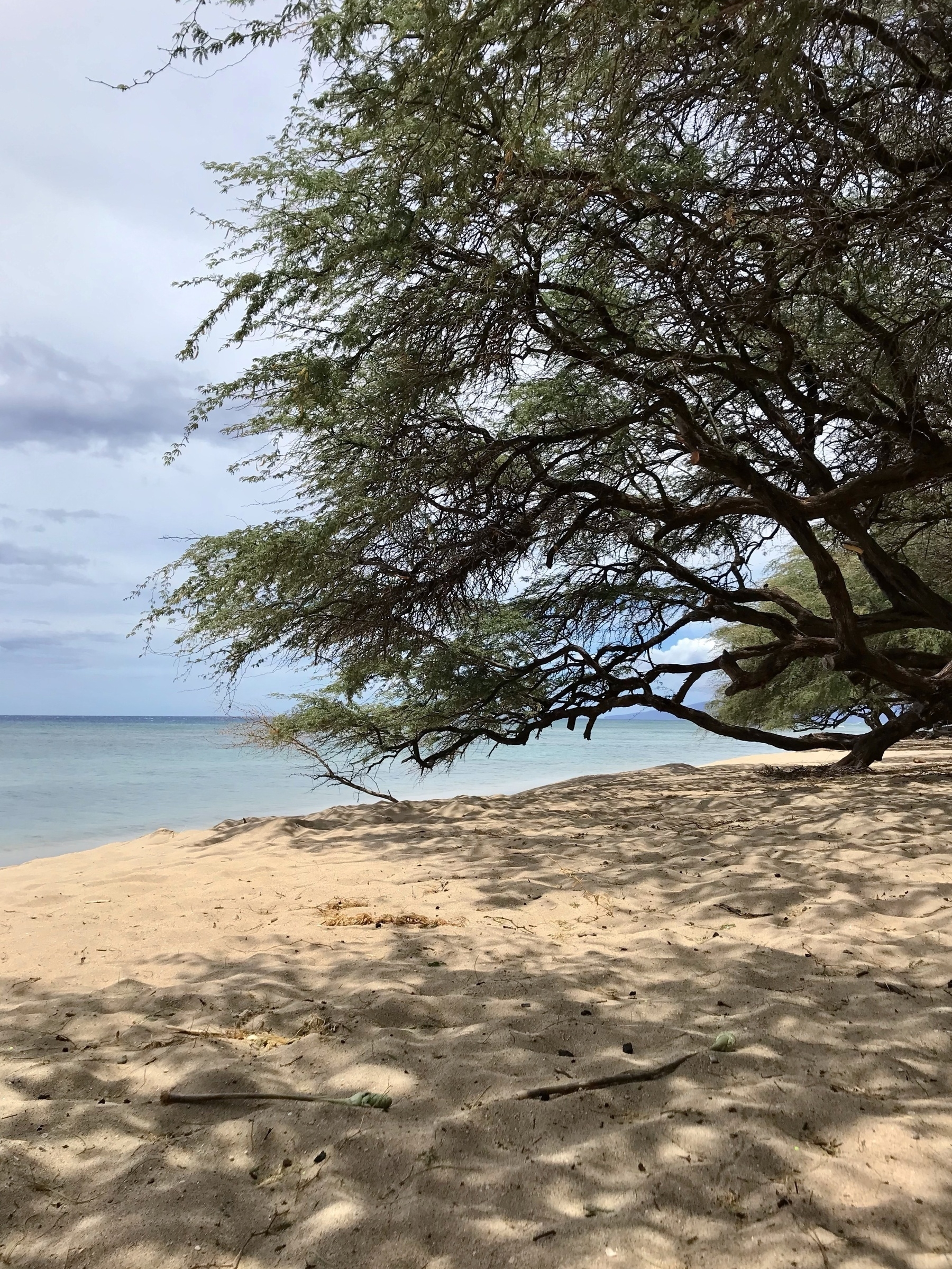 Kiawe tree on a beach in Maui