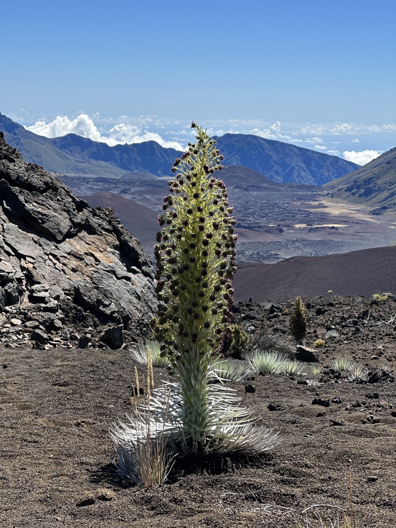 Silver Sword plant in Haleakalā Crater