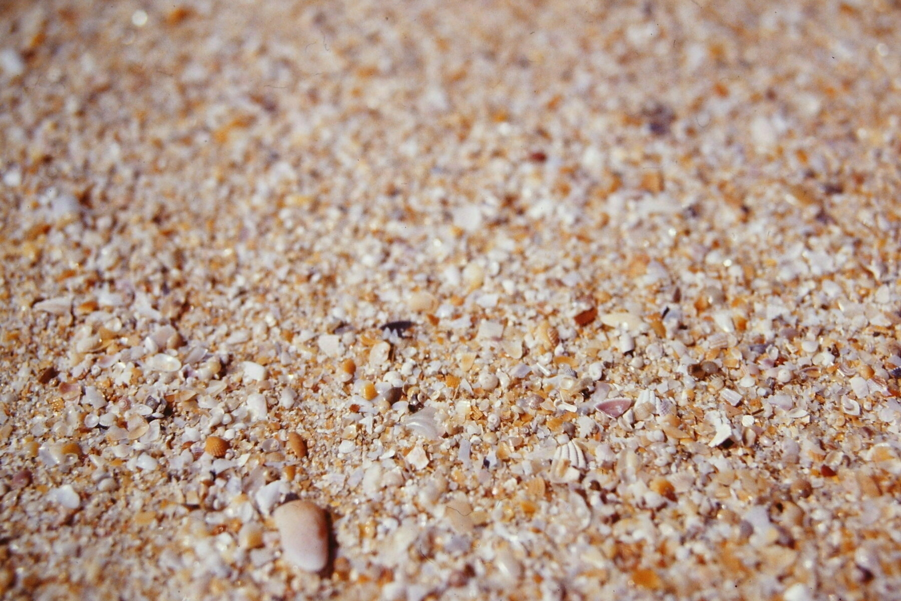A close up of a beach seeing the small grains of sand, small shells and tiny stones