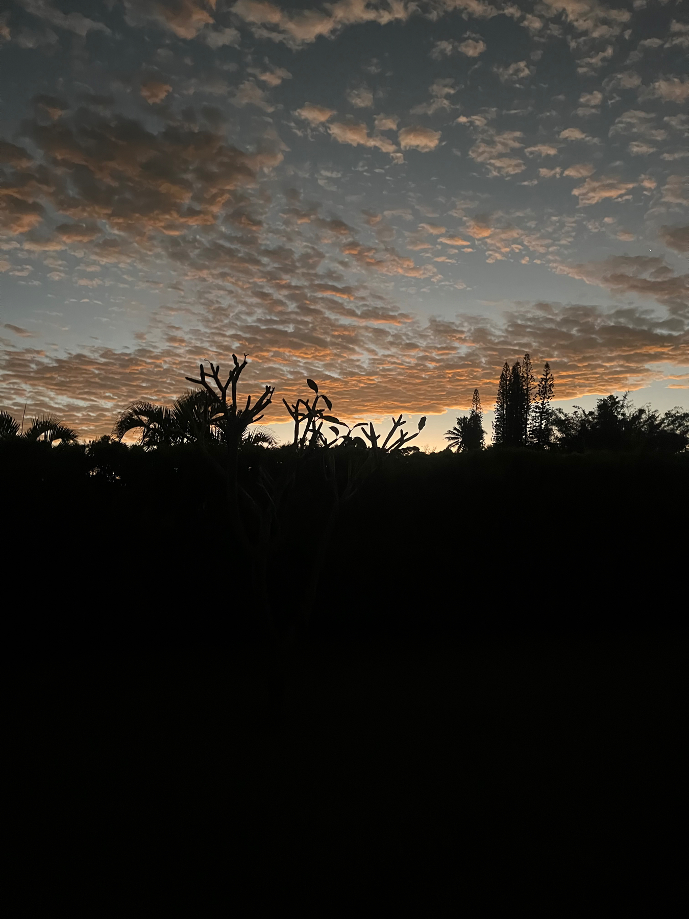 The sky at dawn, just before sunrise with scattered clouds in shades of orange and gray above a dark silhouette of trees and shrubs.