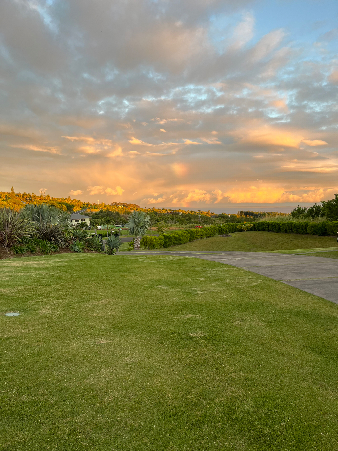 An early morning view at sunrise with lush green grass in the foreground, a variety of plants and trees in the middle, and a dramatic sky filled with golden clouds above