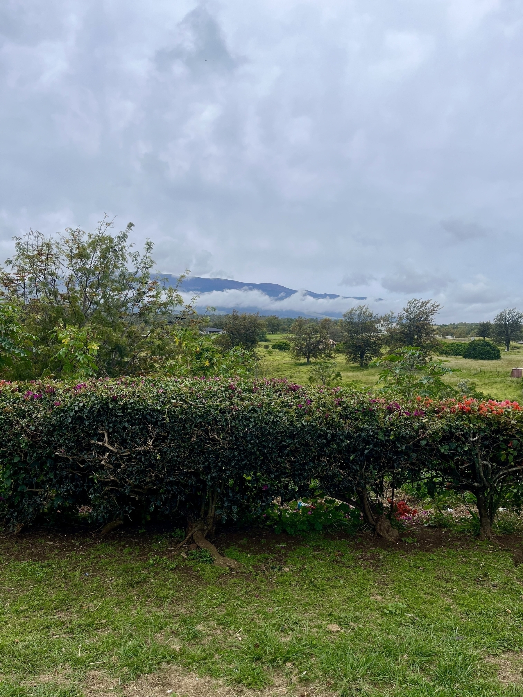 An overcast day with a broad mountain top visible above low clouds. Fields and trees extend to the middle distance. In the foreground is a hedge with some purple and red flowers in it.