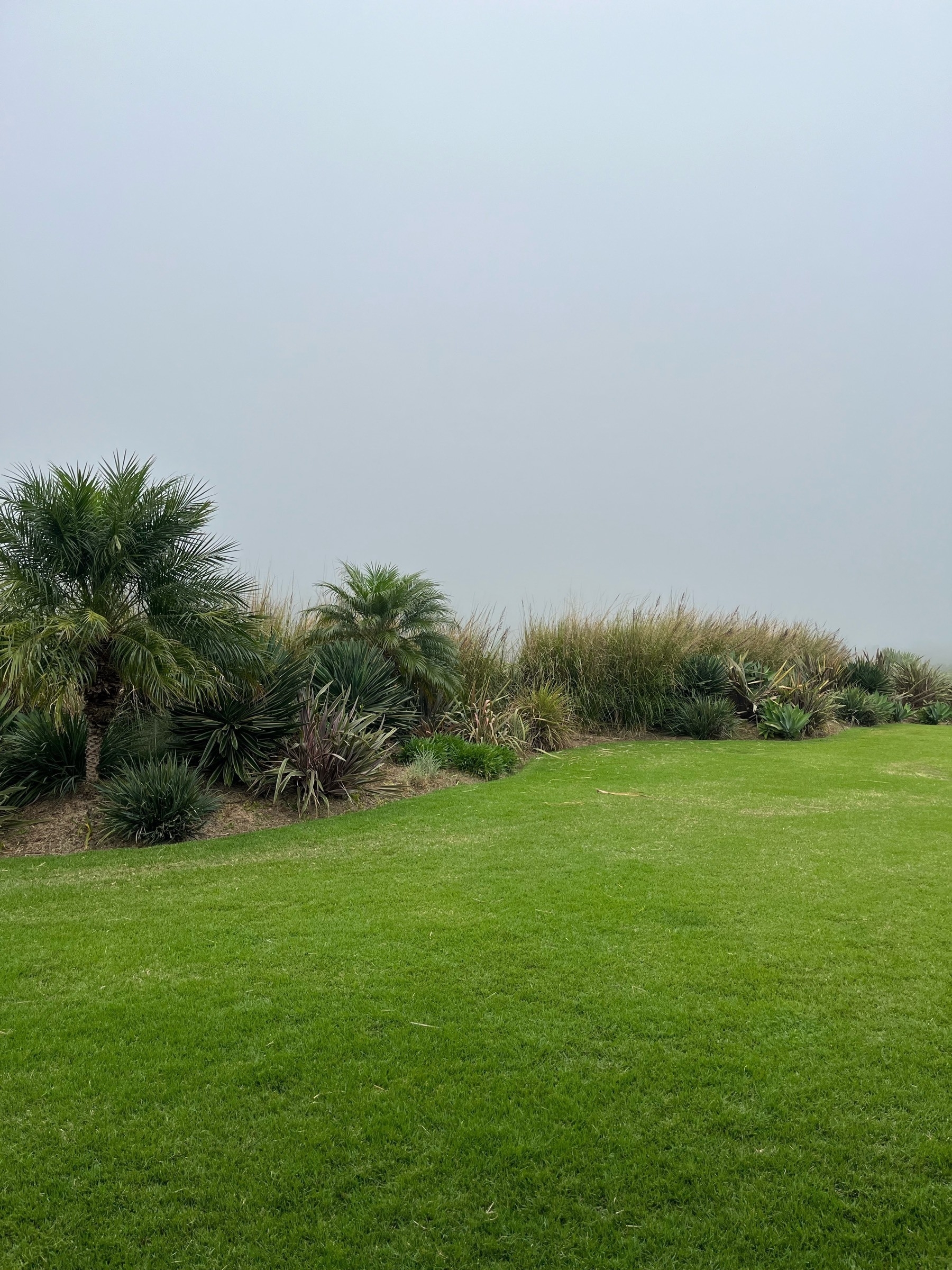 Grass in the foreground, a shrubbery bed behind that, and a dark misty sky above it all