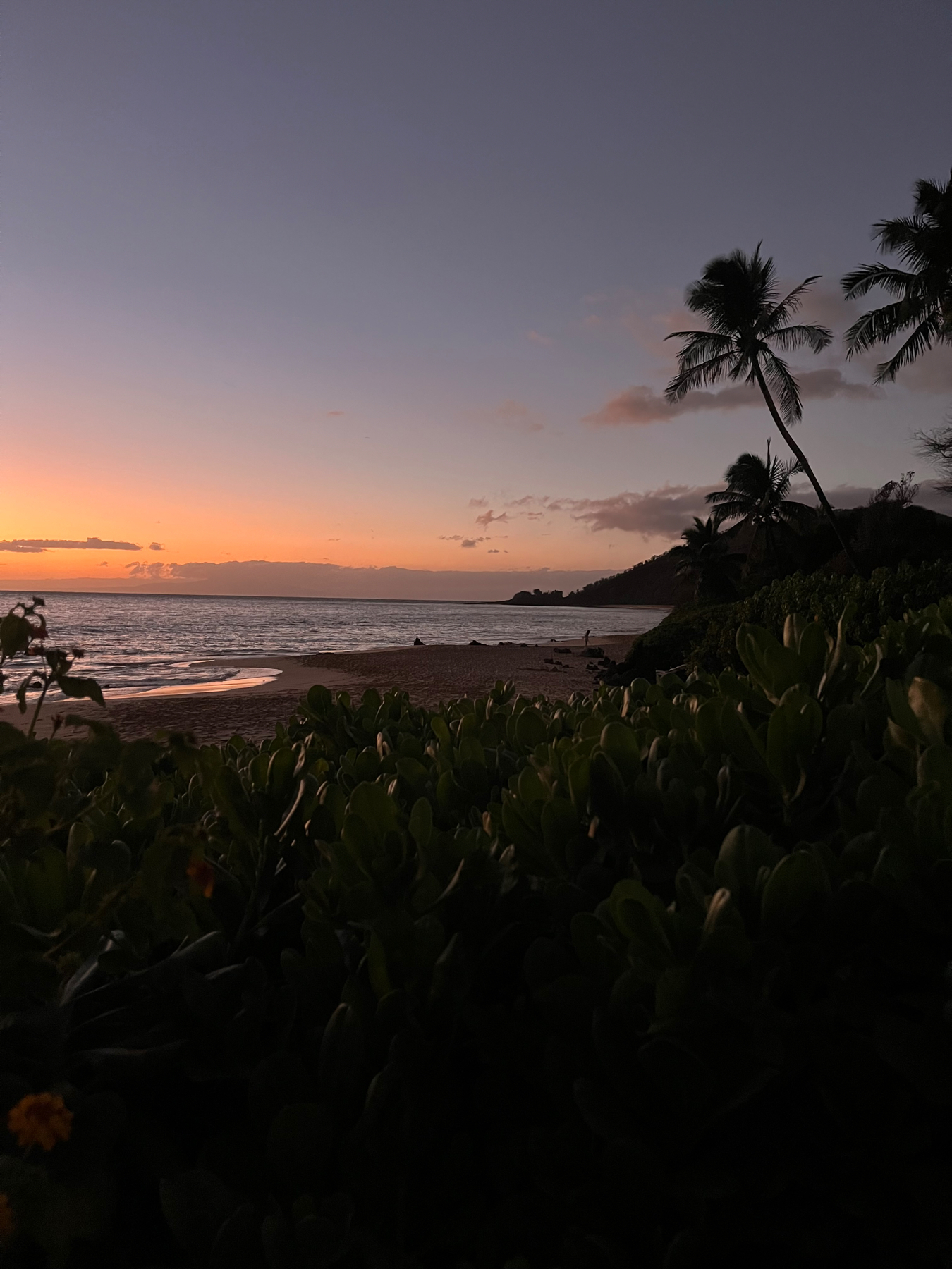 Sunset at a beach with silhouettes of palm trees, a colorful sky, and green bush in the foreground.