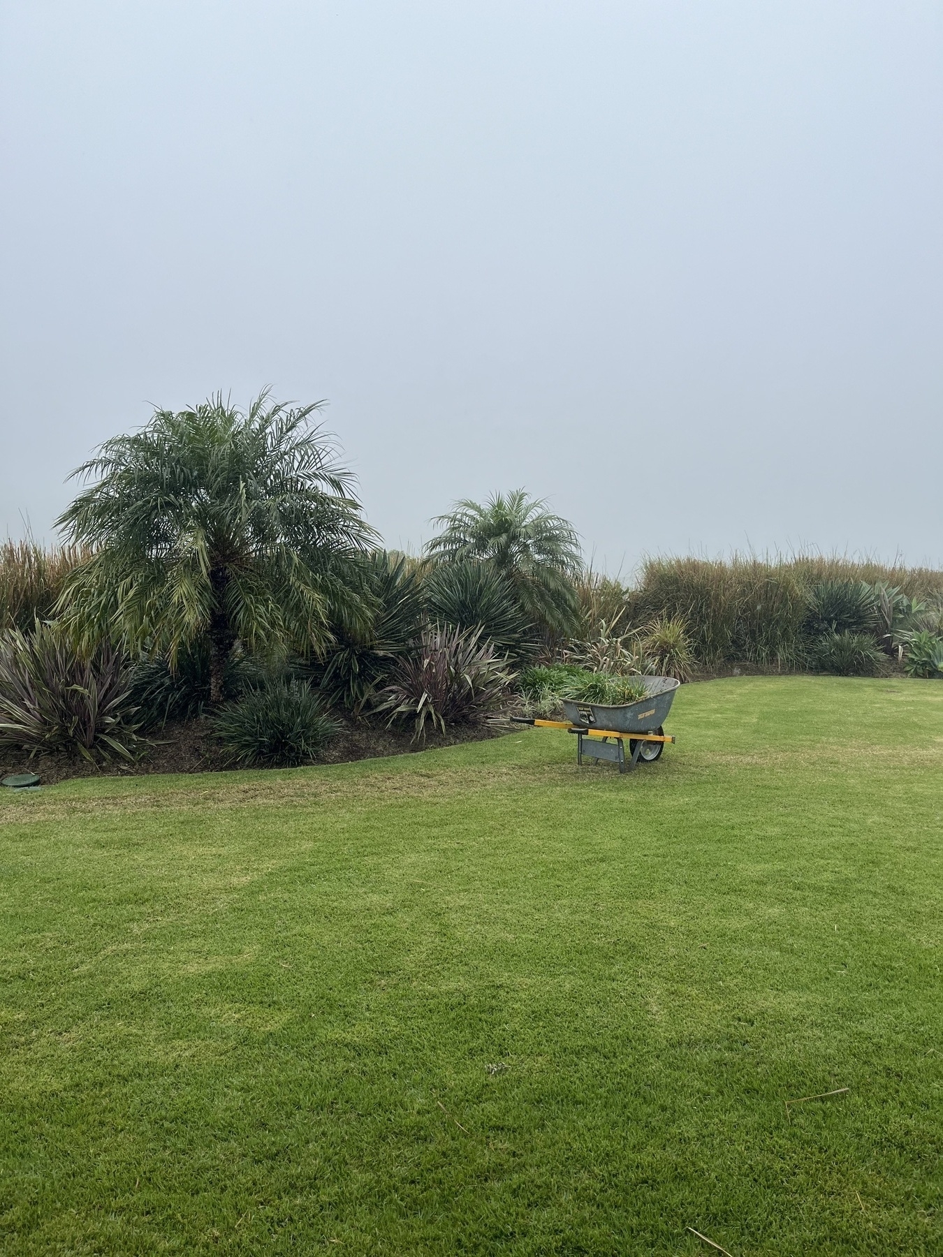 A heavily overcast sky, rain falling, a herbaceous border with a lawn in the foreground. On the lawn is a wheelbarrow with plants in it.