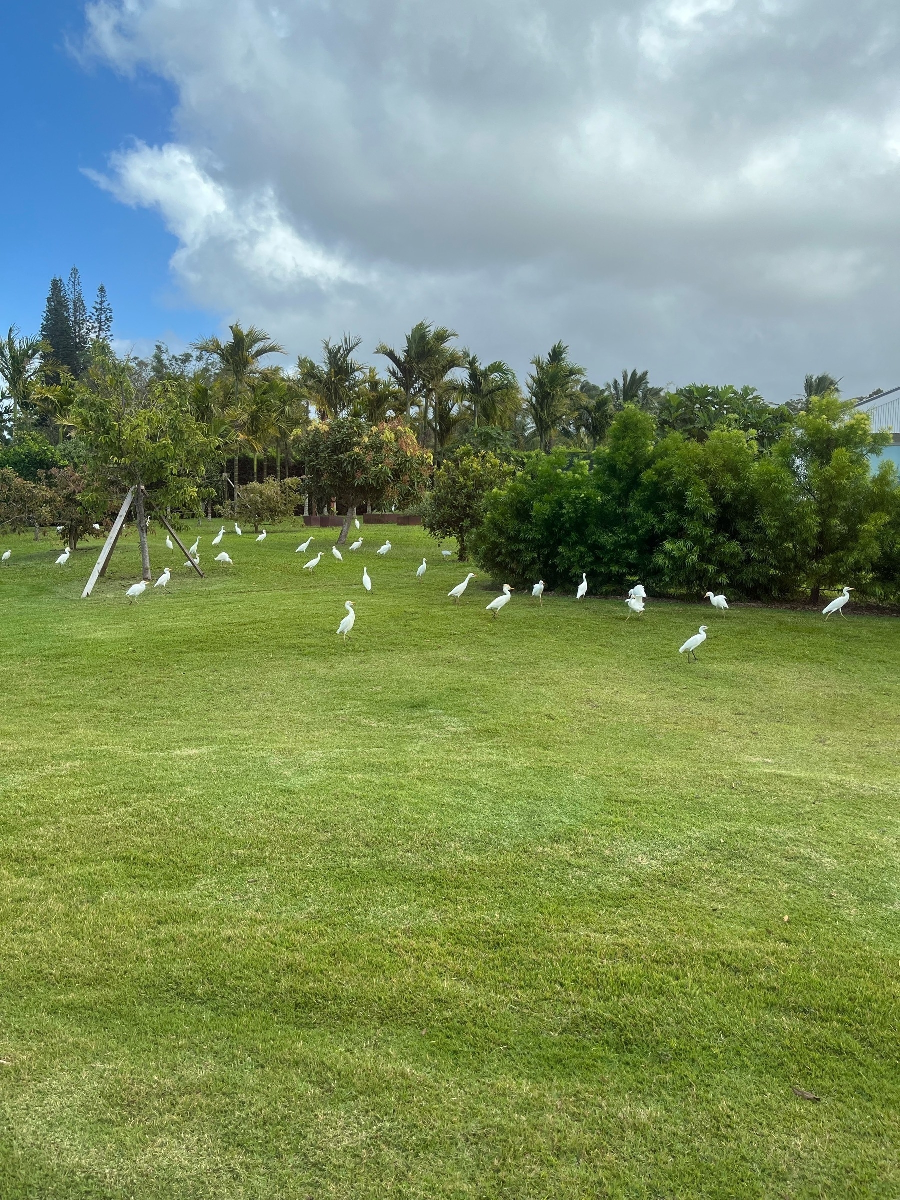 A lot of white egrets on a mown lawn with a mixture trees and bushes around. A patch of blue sky with storm clouds brewing.