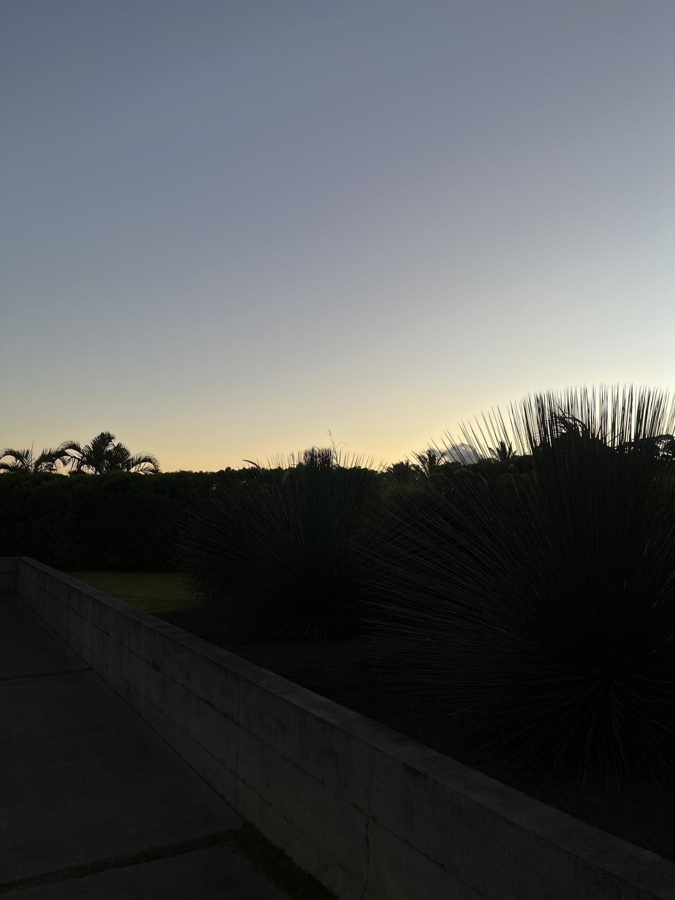 Dawn, a graduated sky going from yellows on the horizon to dark blues higher up. In the foreground is a silhouette of a bush, and silhouettes of tropical trees and other shrubs appearing over the bush