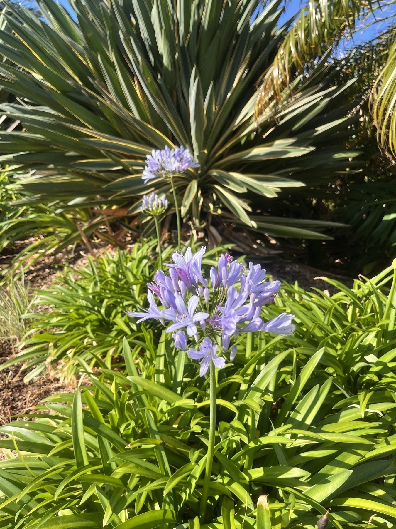 Light purple agapanthus flowering in the garden surrounded by other vegetation.