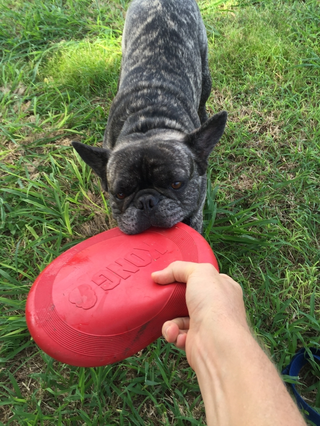 A black and brindle French Bulldog pulling on a frisbee being held by a human