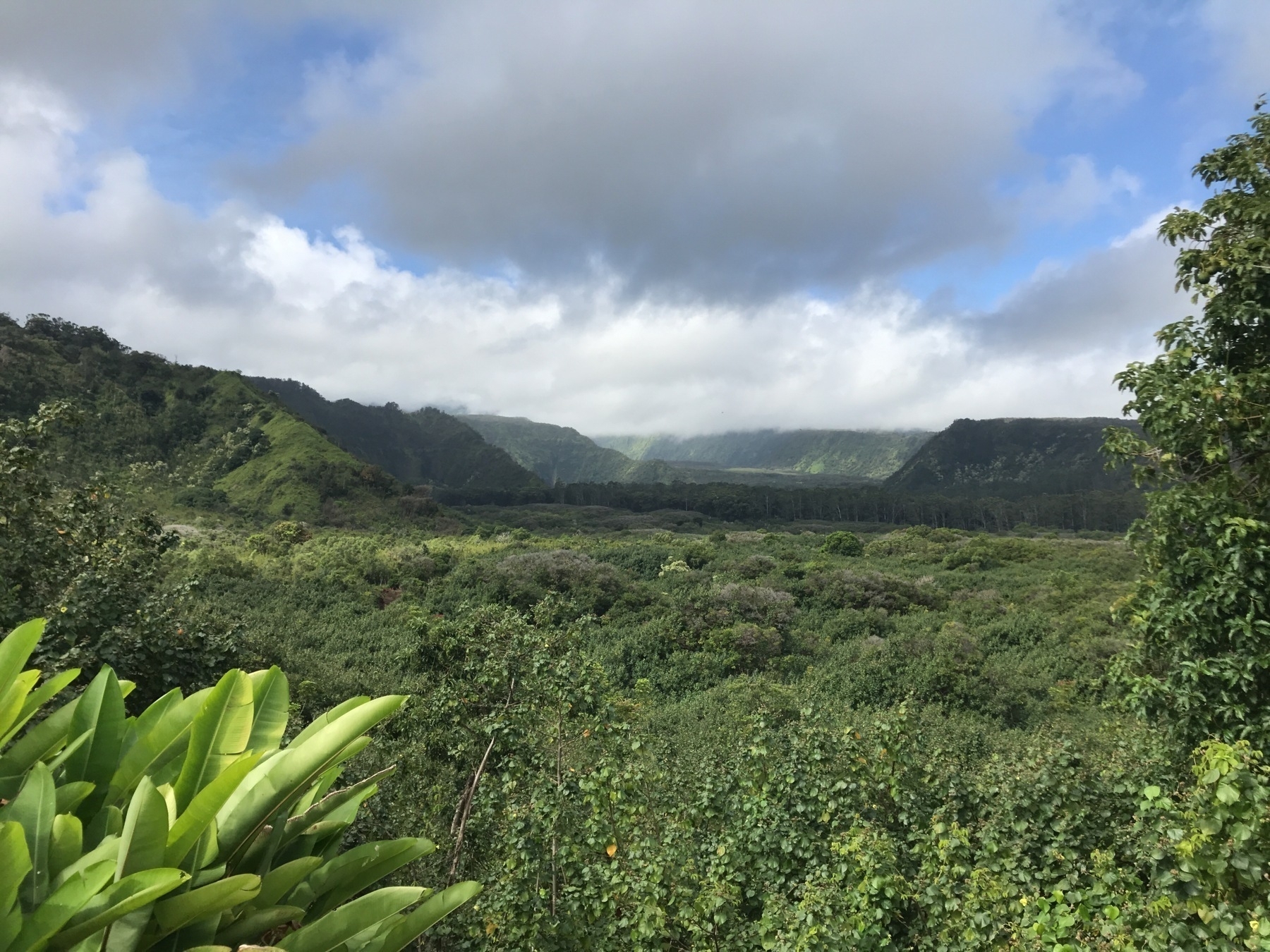 Looking out into a remote and heavily wooded valley on the north east side of Haleakala
