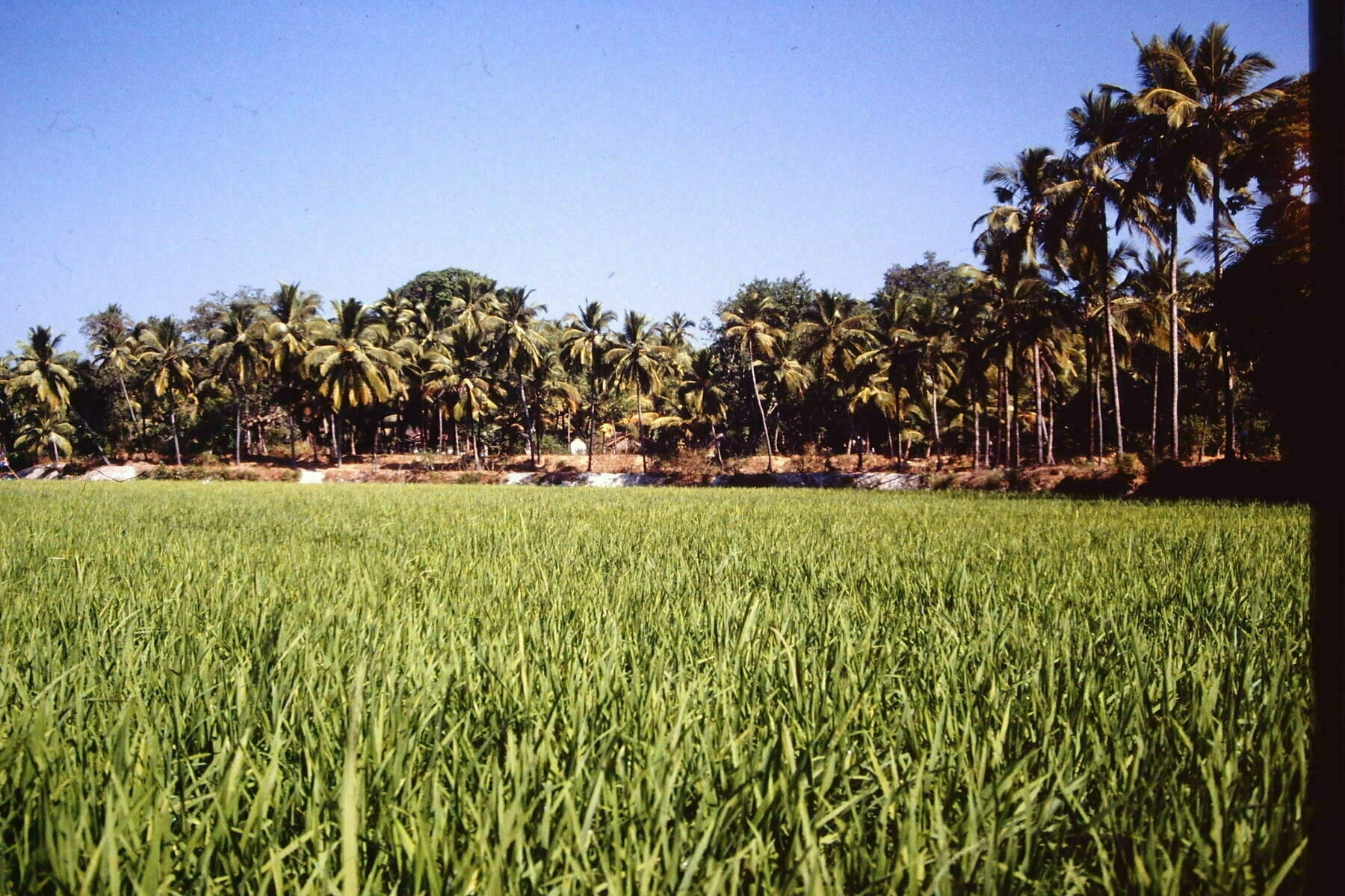 A thick row of palm trees hiding a village underneath them. In the foreground is what looks like thick rice fields.
